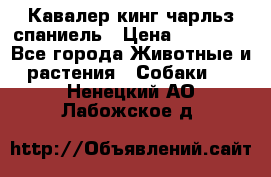 Кавалер кинг чарльз спаниель › Цена ­ 50 000 - Все города Животные и растения » Собаки   . Ненецкий АО,Лабожское д.